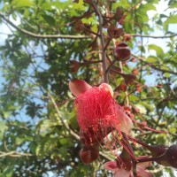 Barringtonia racemosa (L.) Spreng.